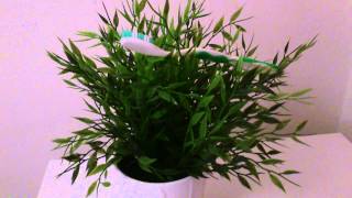 Putting toothbrush in a plant