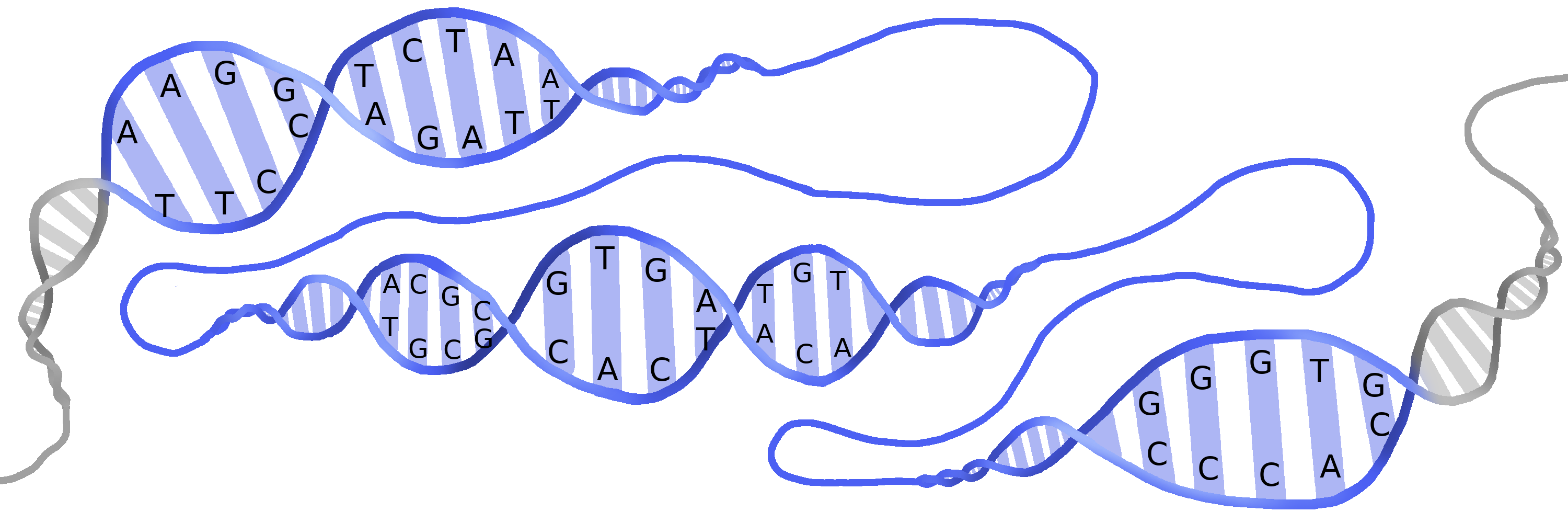 A gene within a larger piece of DNA