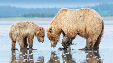 Brown bear mother and cub, Lake Clark National Park and Preserve, Alaska (© Carlos Carreno/Getty Images)