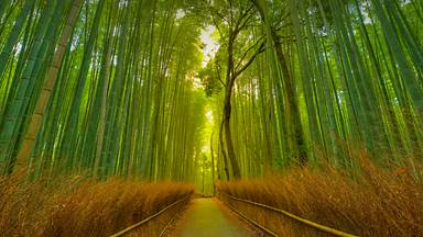 Footpath in the Arashiyama Bamboo Grove, Kyoto, Japan (© Razvan Ciuca/Getty Images)