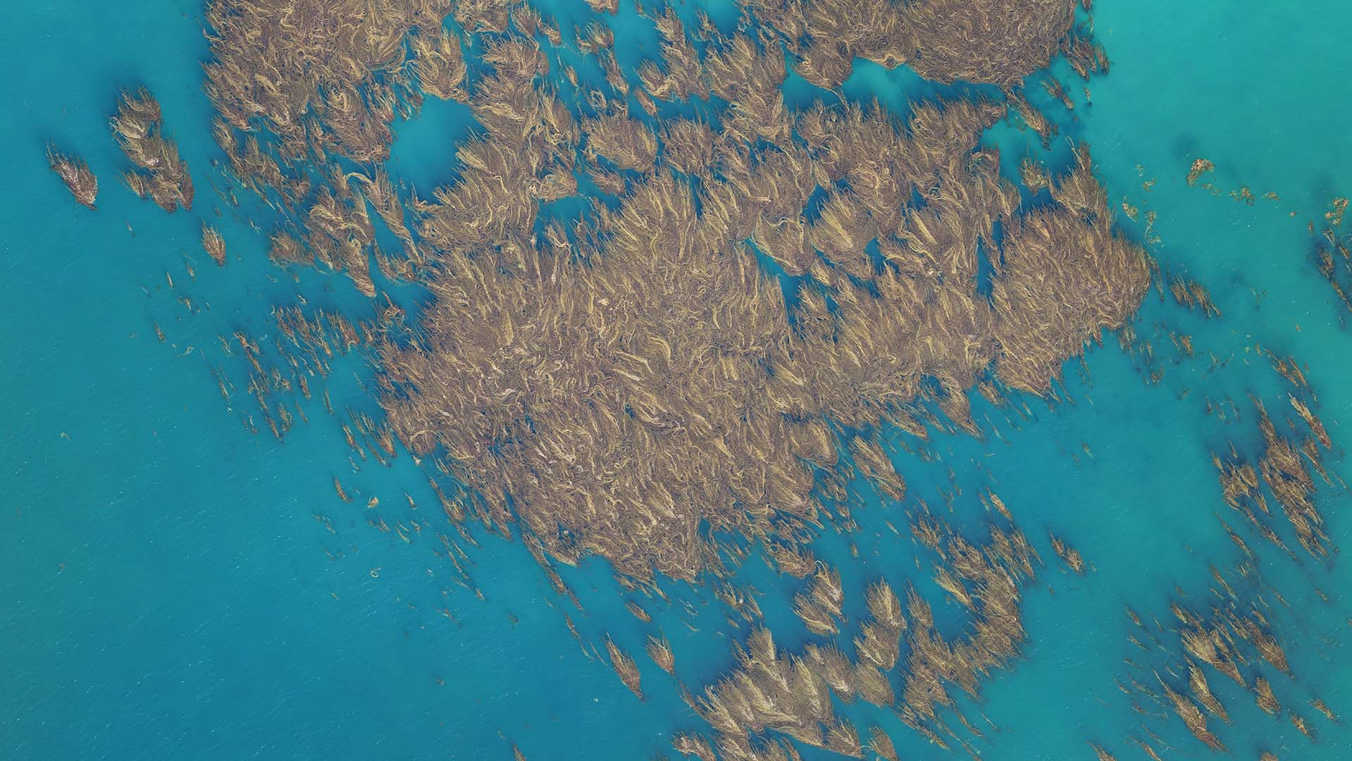 Overhead drone footage of giant kelp canopy. Image Credit: Tom Bell, All Rights Reserved.