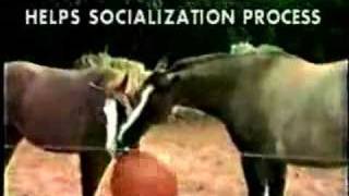 Horseballs® Video Introduction