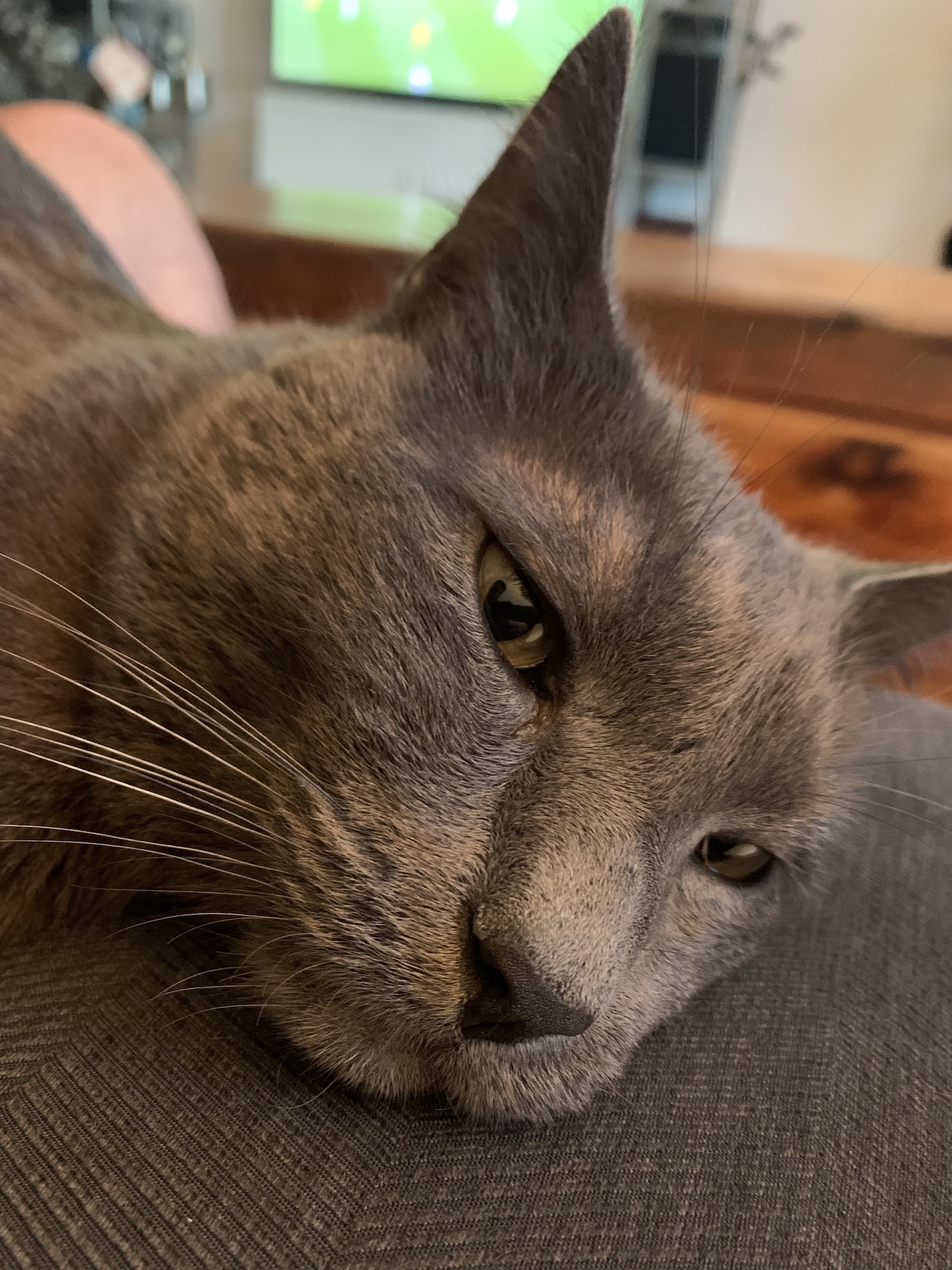 a large gray cat looking like a dork