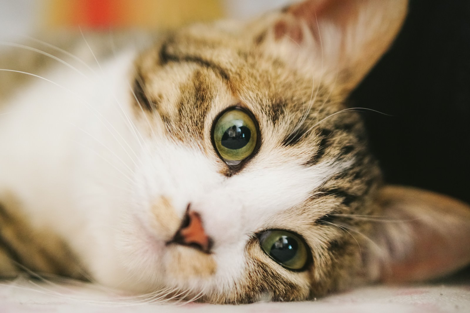 猫ちゃん