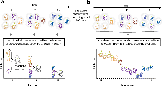 Reconstitutions of chromosome structures in a time-series analysis of three-dimensional (3D) genome conformation: consensus structures at each time-point versus reconstruction of structures through a pseudotime trajectory.