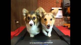 Corgis   MLG   PRO MIX DUBSTEP VER. xXxK0RGExXx420