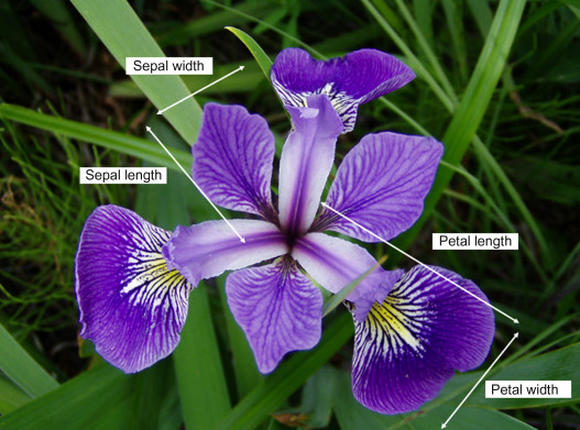 partsofiris