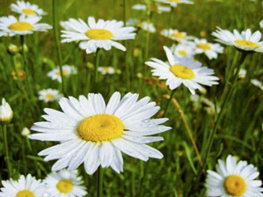 Daisies by Kelly Sikkema