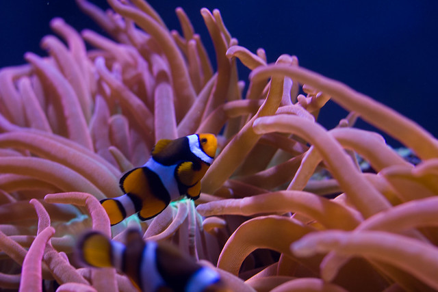 Seattle Aquarium