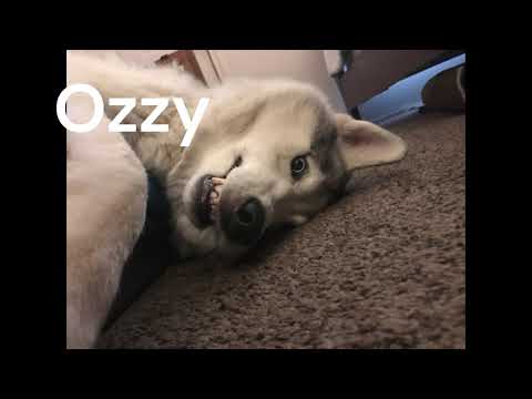 Ozzy