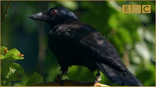 Are crows the ultimate problem solvers? - Inside the Animal Mind: Episode 2 - BBC Two