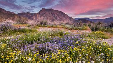 Anza-Borrego Desert State Park, California (© Stephen Matera/Tandem Stills + Motion)