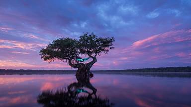 Hammock camping in a bald cypress tree, Florida (© Mac Stone/Tandem Stills + Motion)