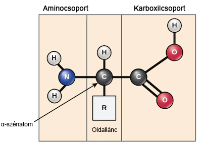 fehérjék szerkezete: H2N - CH - COOH és az R gyök