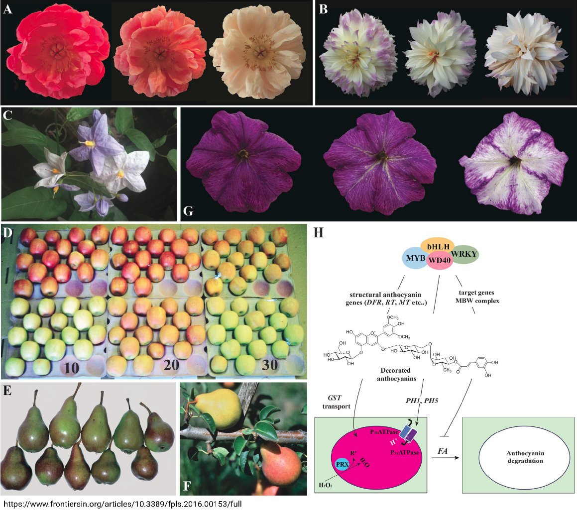 Anthocyanin degradation (Tweet #19)