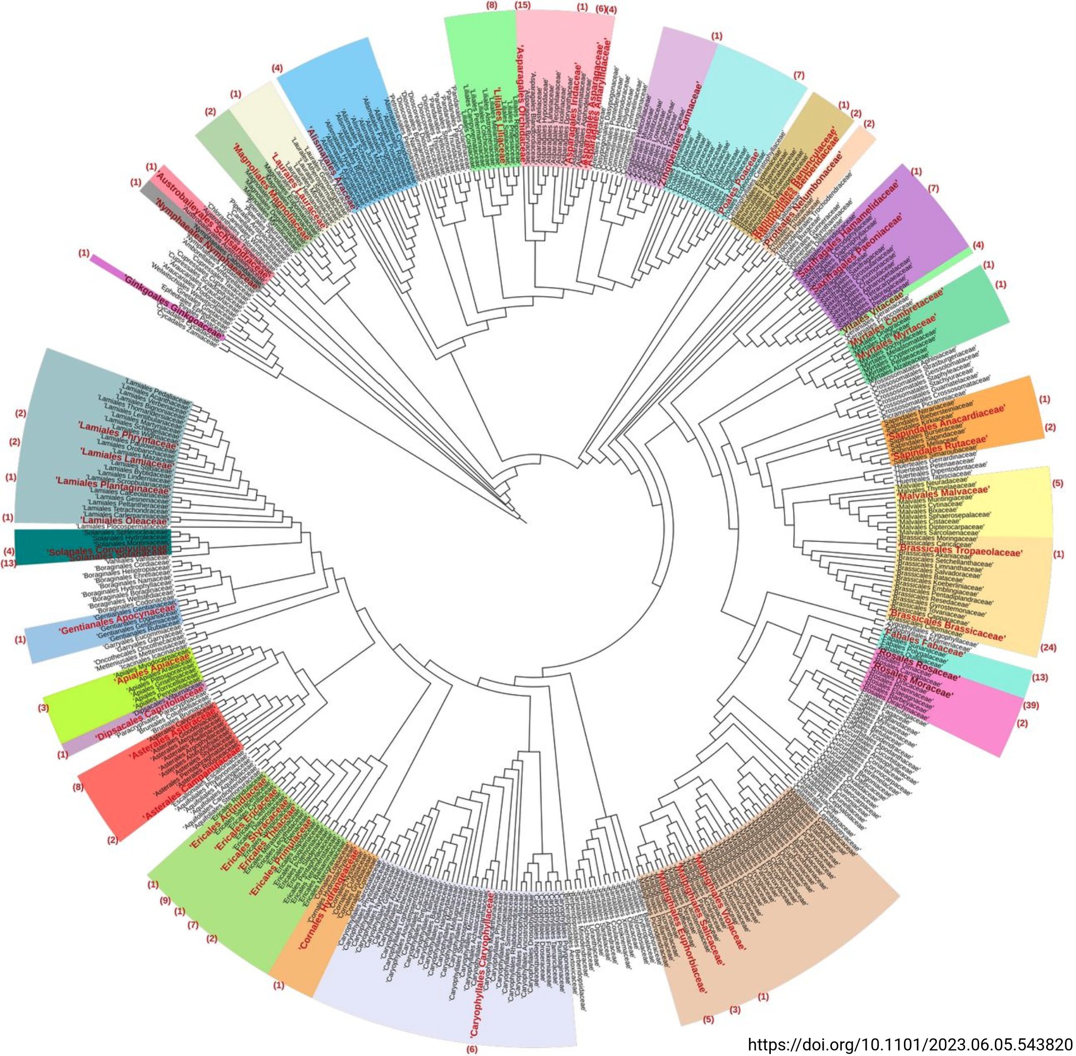 Anthocyanin losses across plantae (86)