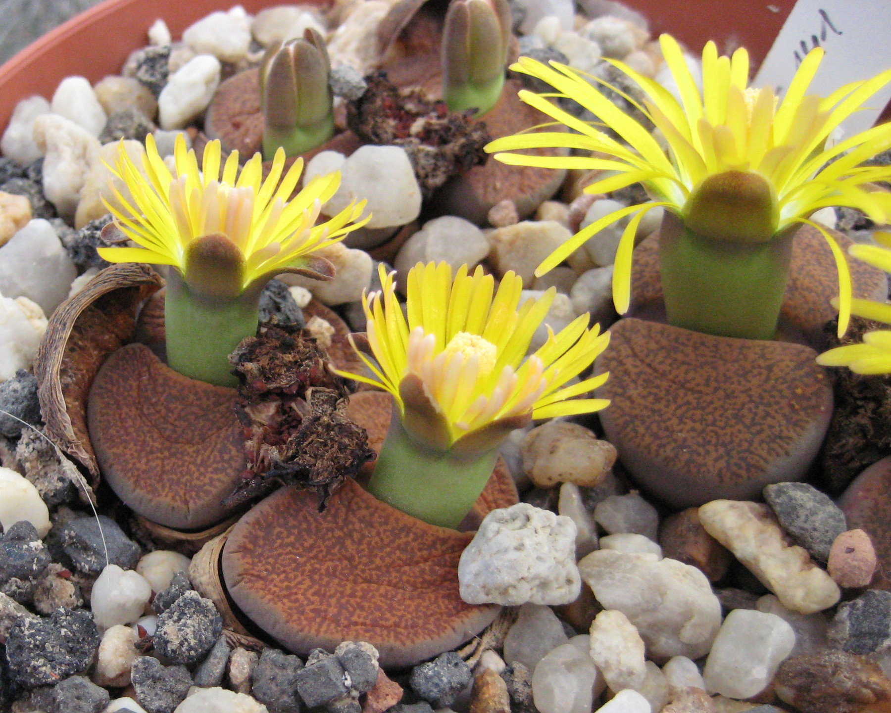 Lithops