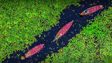 Farmers collecting water lilies in the Satla marshland near Bagdha, Barisal, Bangladesh (© Mustasinur Rahman Alvi/Future Publishing via Getty Images)