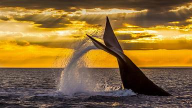 Southern right whale diving in the Golfo Nuevo near the Valdes Peninsula, Argentina (© Gabriel Rojo/Minden Pictures)