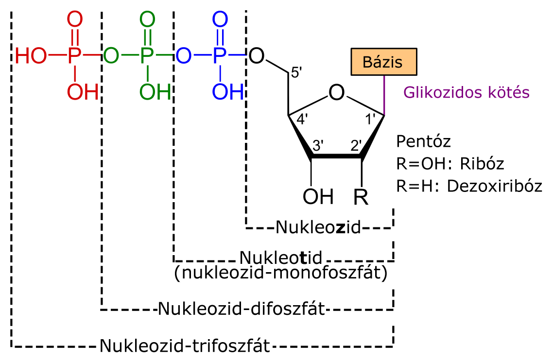 nukleozidok