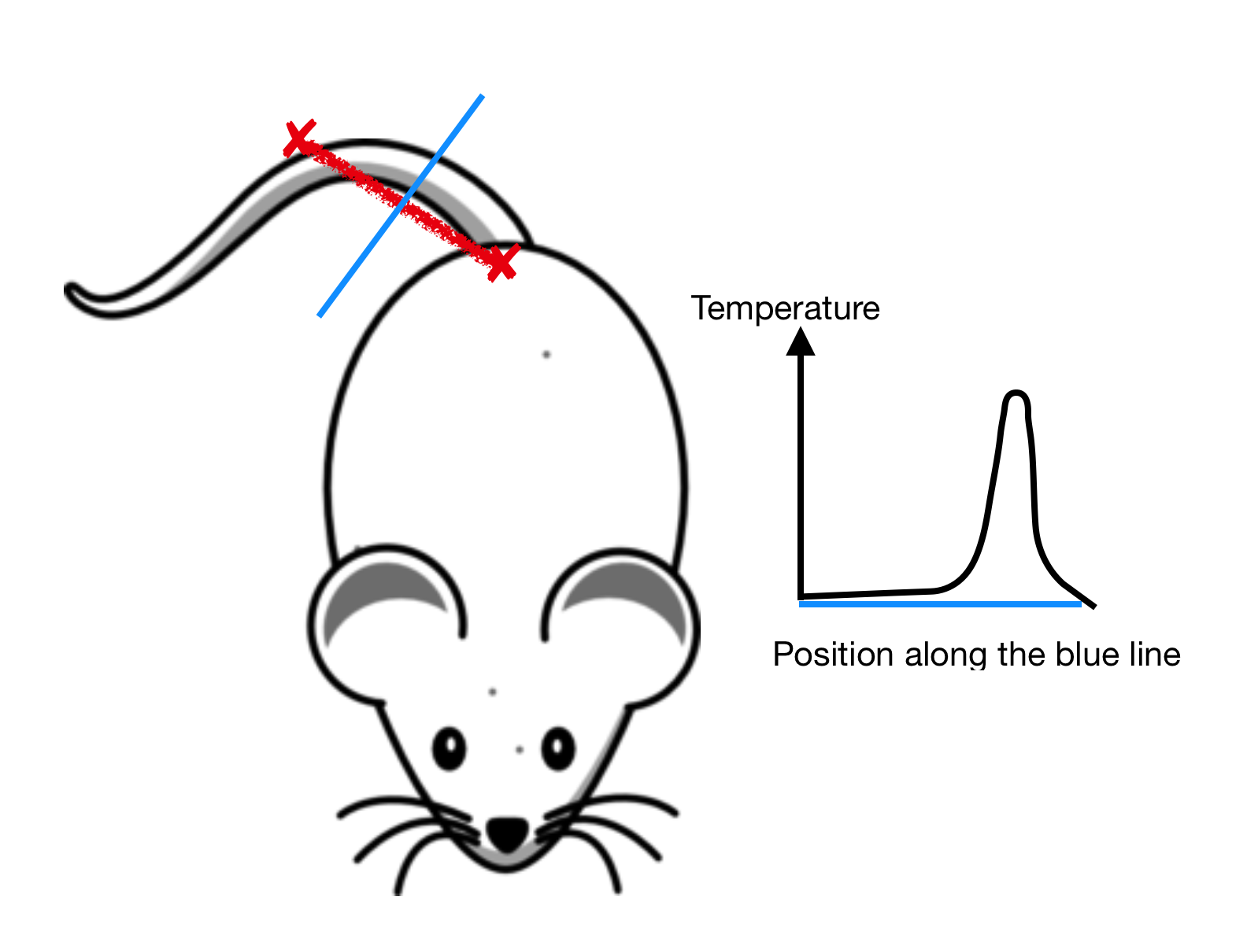 Temperature along the bisector 