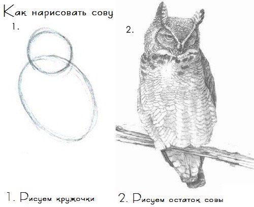 How to draw an owl