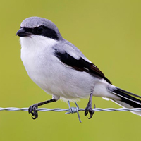 loggerhead-shrike-01.jpg