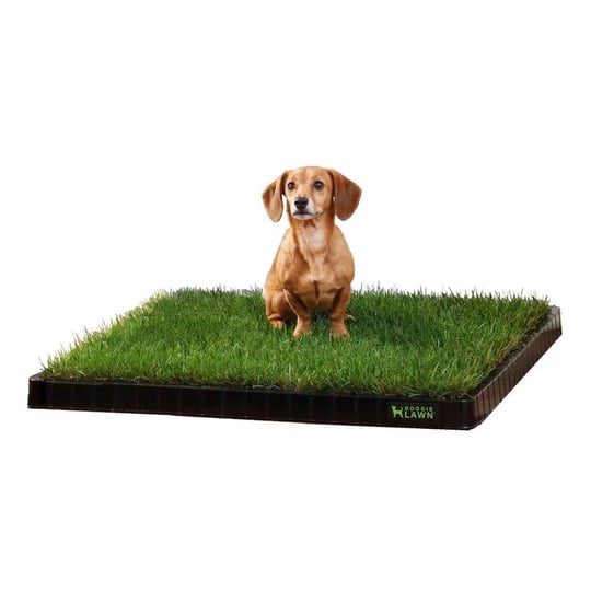 real-grass-patch-large-tray-dog-potty-pad-bundle-doggielawn-1