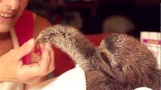 Matty the Baby Sloth