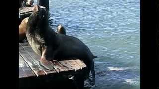 Sea Lion King - Massive Diarrhea