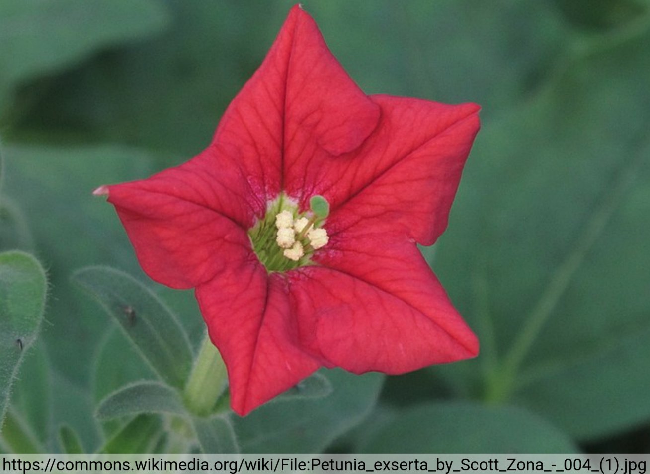 Regulation of anthocyanin biosynthesis in petunia (Tweet #63)