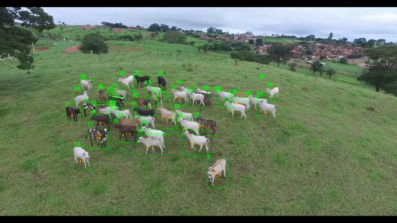 cuMoT demo