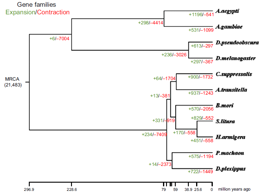 Gene family expansion and contraction