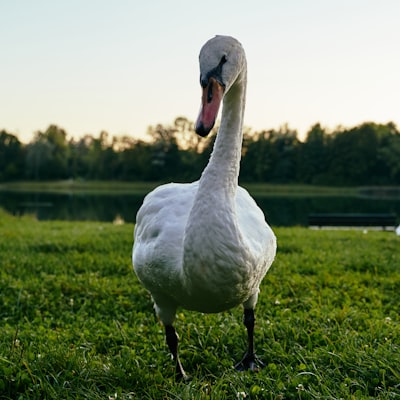 goose image