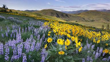 https://cn.bing.com/th?id=OHR.MethowWildflowers_ZH-CN8926661958&w=384&h=216