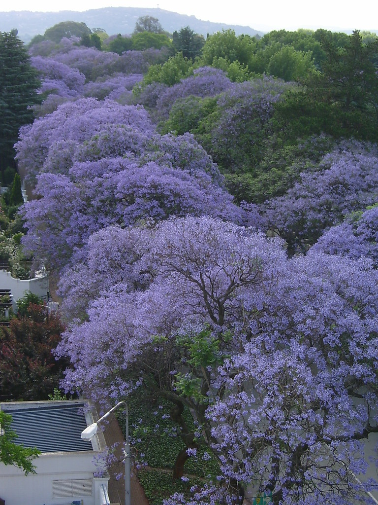 Jacaranda