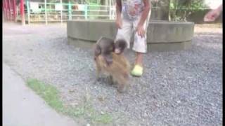 Baby Monkey  Going Backwards On A Pig  - Parry Gripp