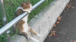   Cat sitting relaxed／ 夕暮れの　お座り猫ちゃん   Cat+1 Channel