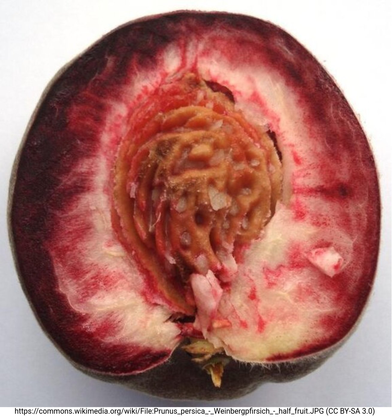 Red pigmentation of peach flesh (87)