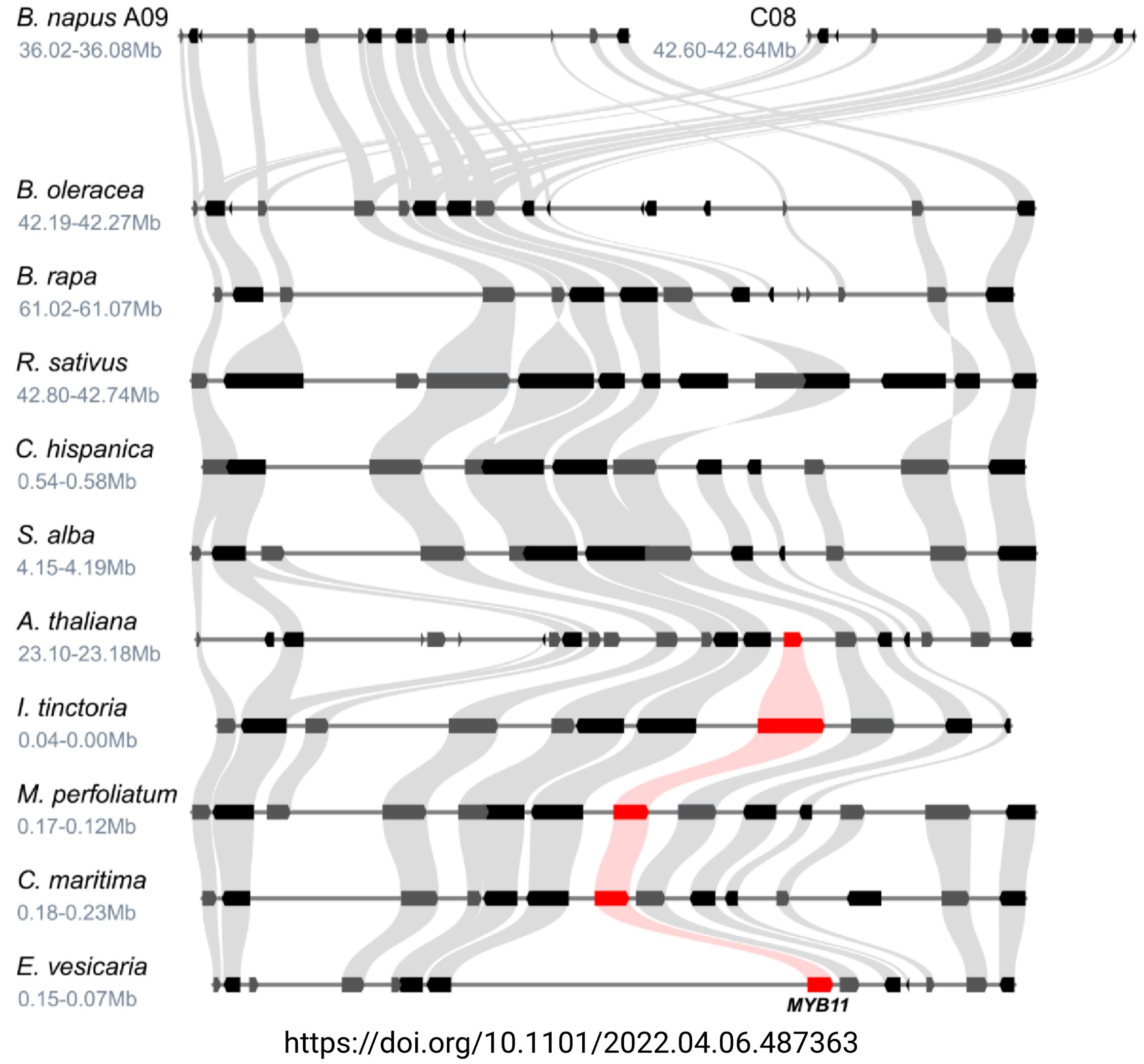 Evolution of flavonol regulators in _Brassicaceae_ (Tweet #60)