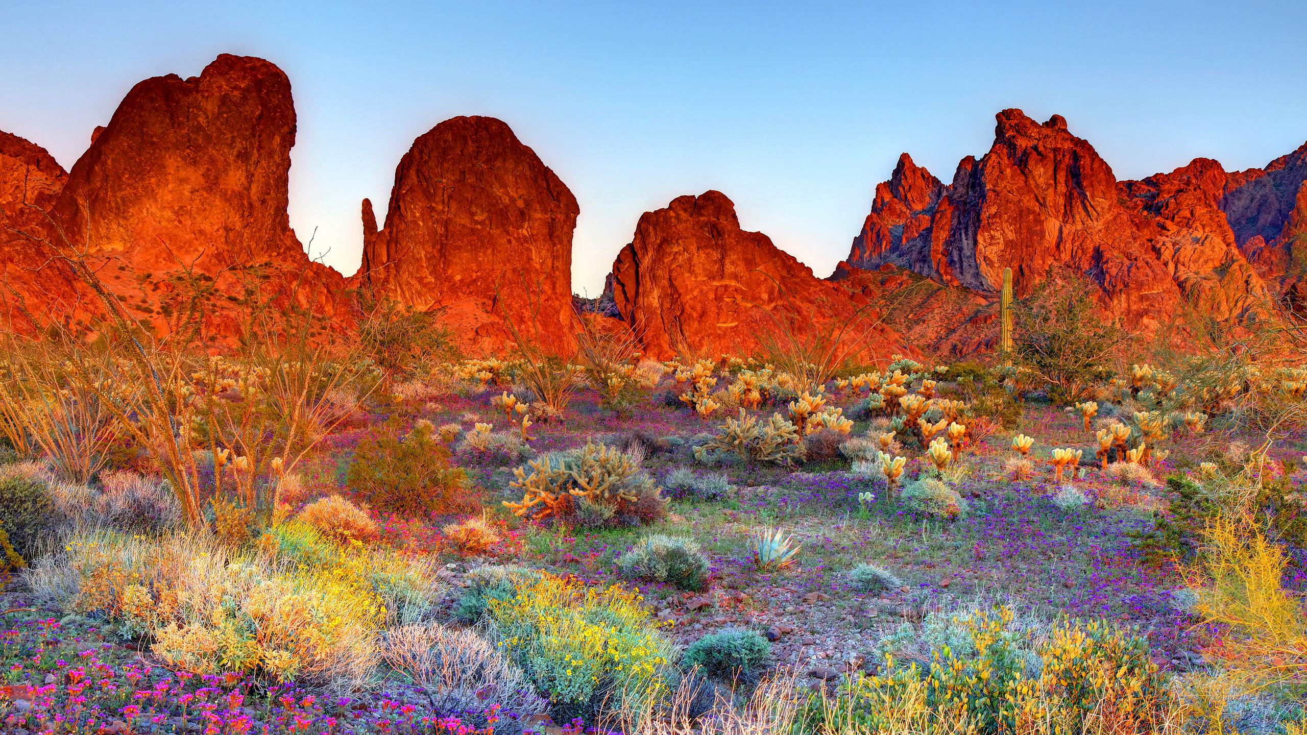 Desert, drawn wide