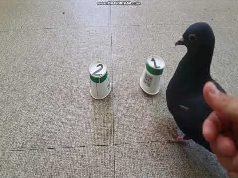 yolov4_pigeon training test