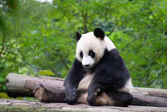 sad panda