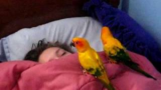 the birds waking up my sister