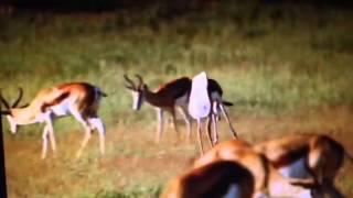 Springbok Pronking