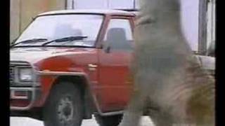 Walrus Elephant Seal Smashes Into Cars