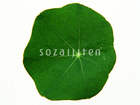 SM076