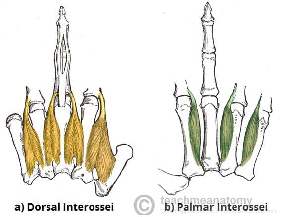 Interosseous Muscles of the hand