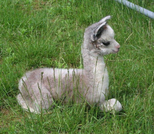 baby llama approves