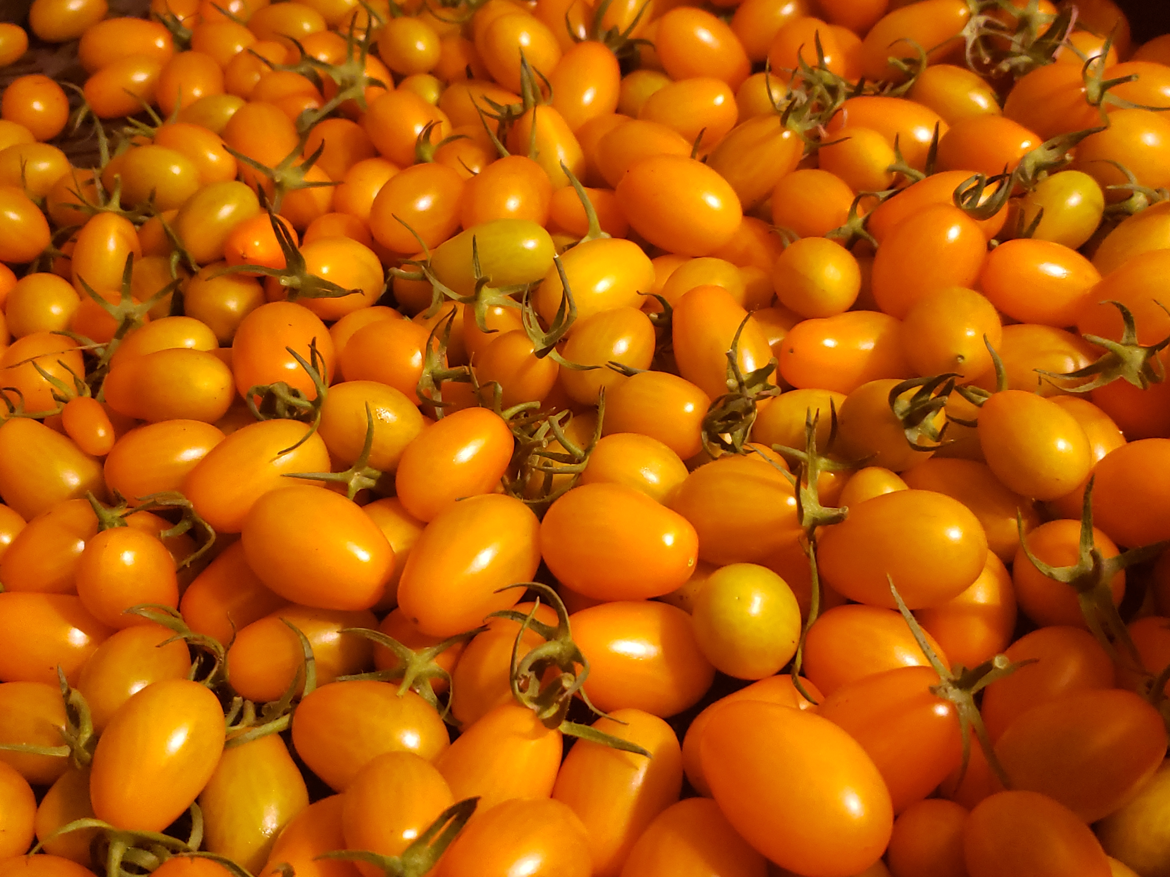 tray of orange grape tomatoes